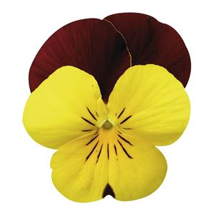 Afbeelding van Viola P9 kleinbloemig Red yellow face